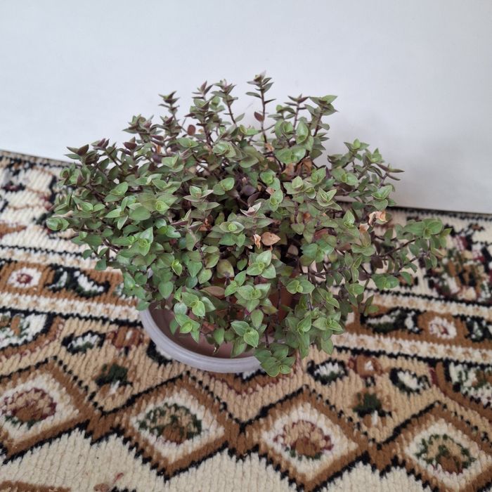 Продаются  комнатные цветы разных сортов сортов