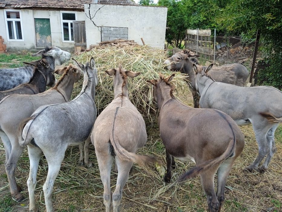 Vând lapte de măgăriță