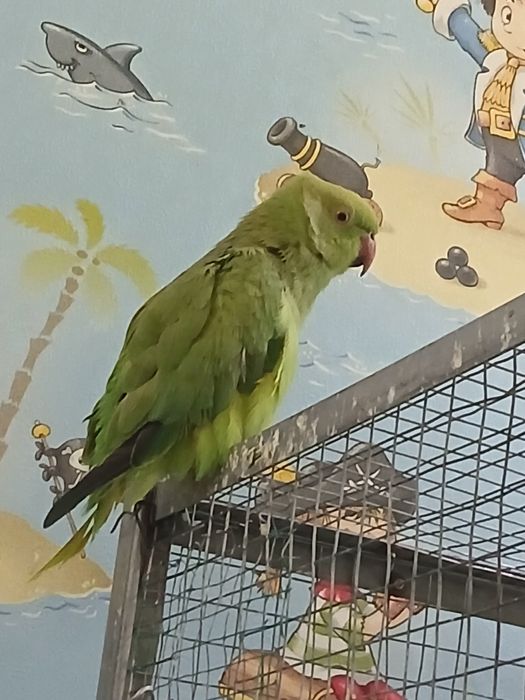 Assalomu alekum, anjrella nar, moda, modani dumi yoq, yaxshi uchomidi