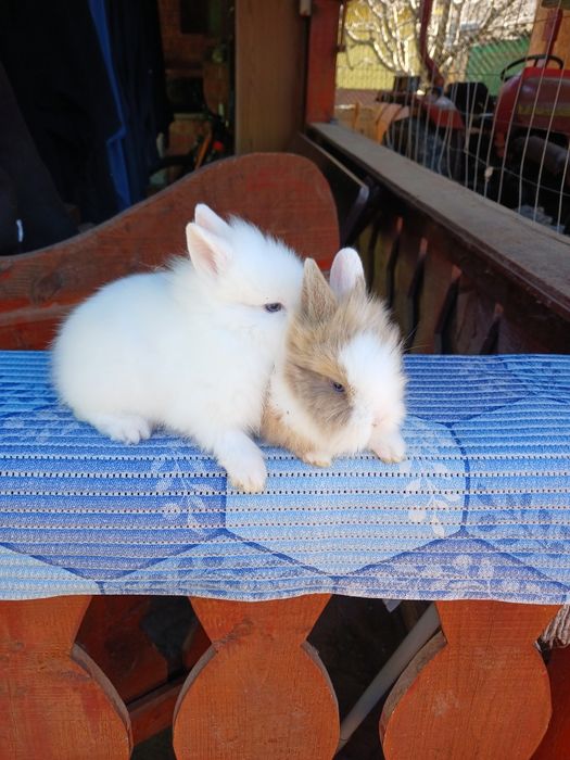 Iepurași Cap de leu pui la 1 lună