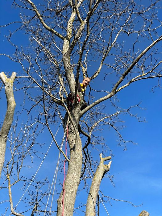 Tuns (toaletare) pomi