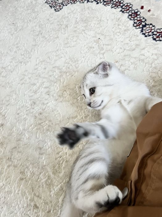 Котенок пародистый