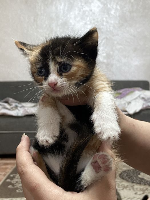 Отдам котят бесплатно