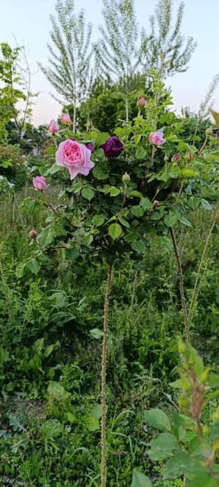 Продам штамповая розы