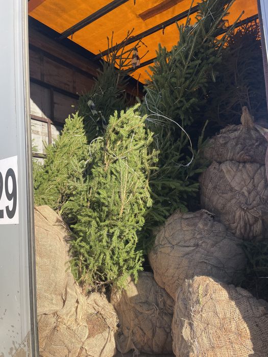 Ели сибриские