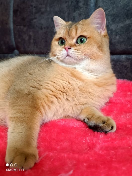 Британская Золотая Шиншилка