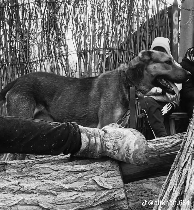 ит сатылады срочно бағасы 30мын