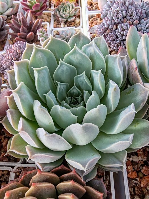 Суккуленты из частной коллекции