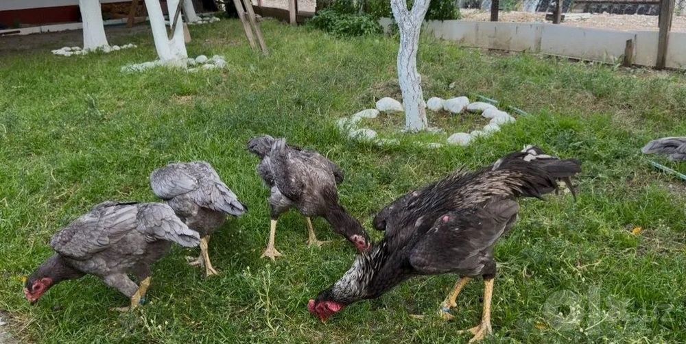 Зотли хурозларди тухумга заказ оламиз