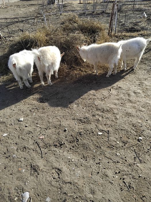Ешкі сатылады туркестан