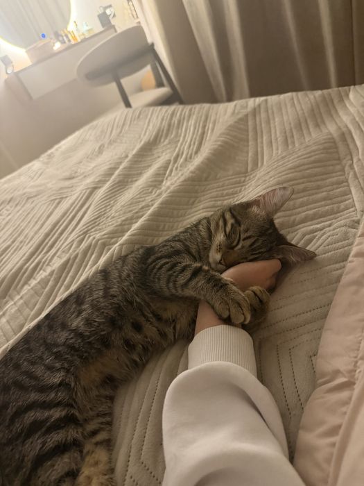 котенок 8 месяцев