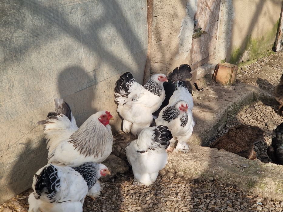 Brahma pitic HD, HDA, Potarnichiu