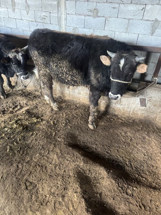 Бука бык откорм