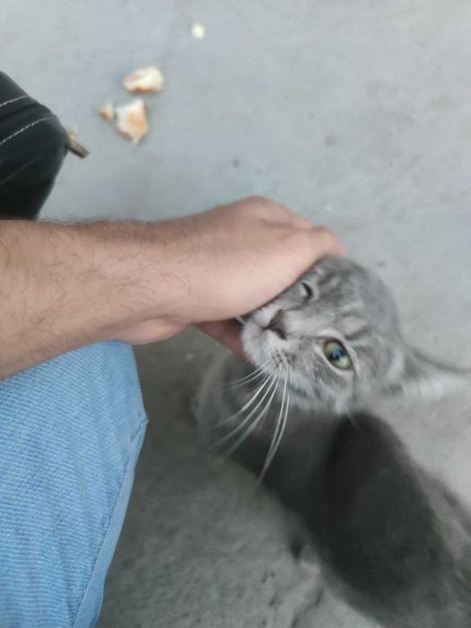 Кошка Миса девочка