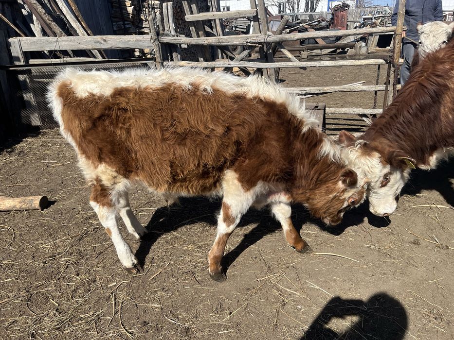 Дойная корова с теленком