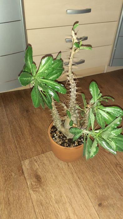 Пахиподиумы Суккуленты Цветы