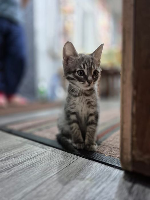 Отдам котенка 2 месяца