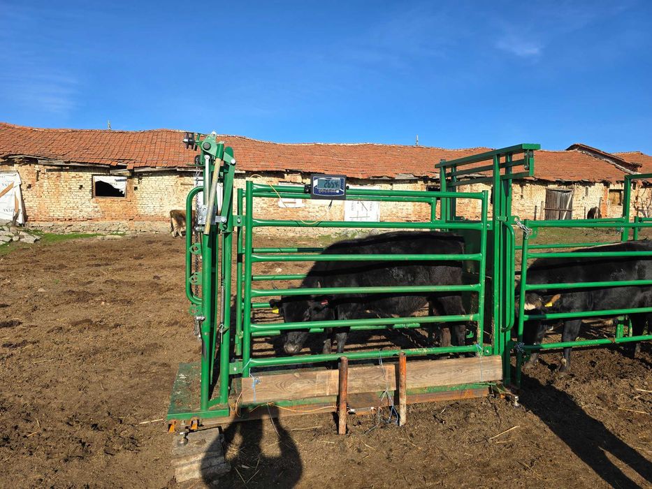 Телета мъжки за клане