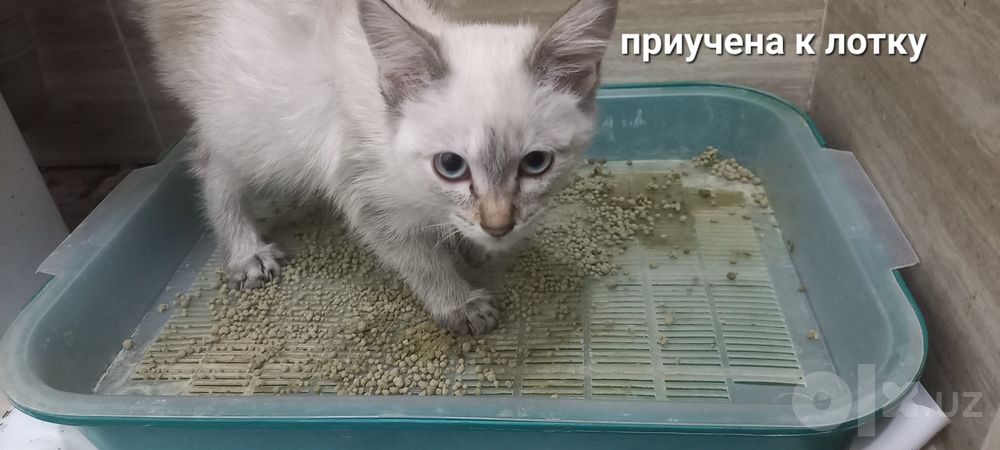 Тайская сиамская кошка/ Линкс-пойнт.