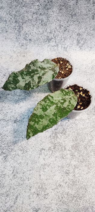 Хойи в наличии, наборы хой