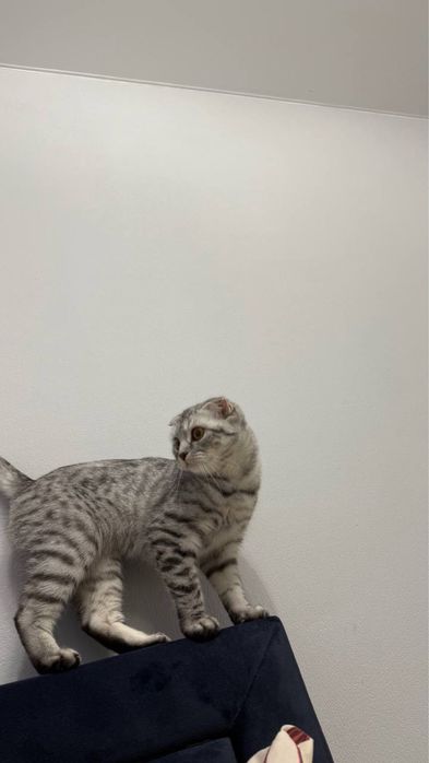 Кошка шиншинла срочно продается дешево