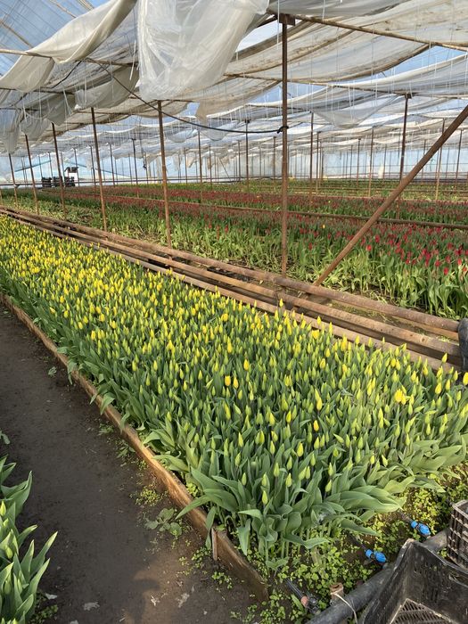 Тюльпаны оптом Алматы !