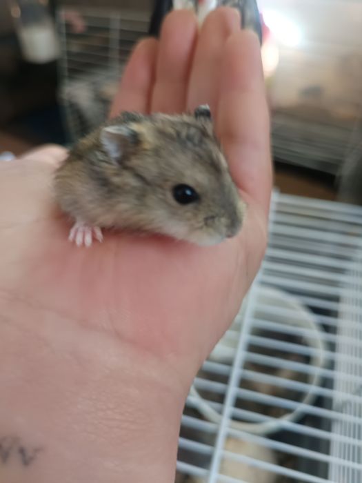 Vand hamster pitici cu cușcă