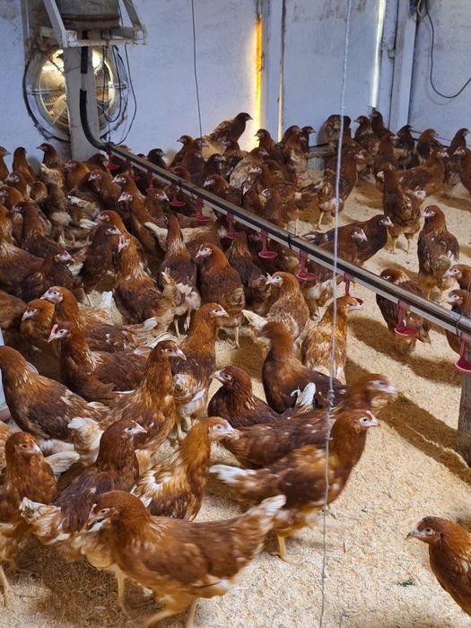 Продам курей несушки Ломан Браун