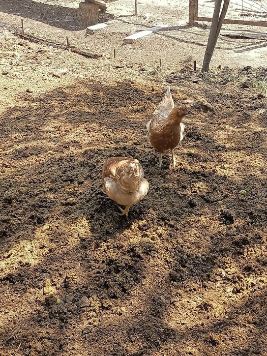 Курица Тауықтар Куры