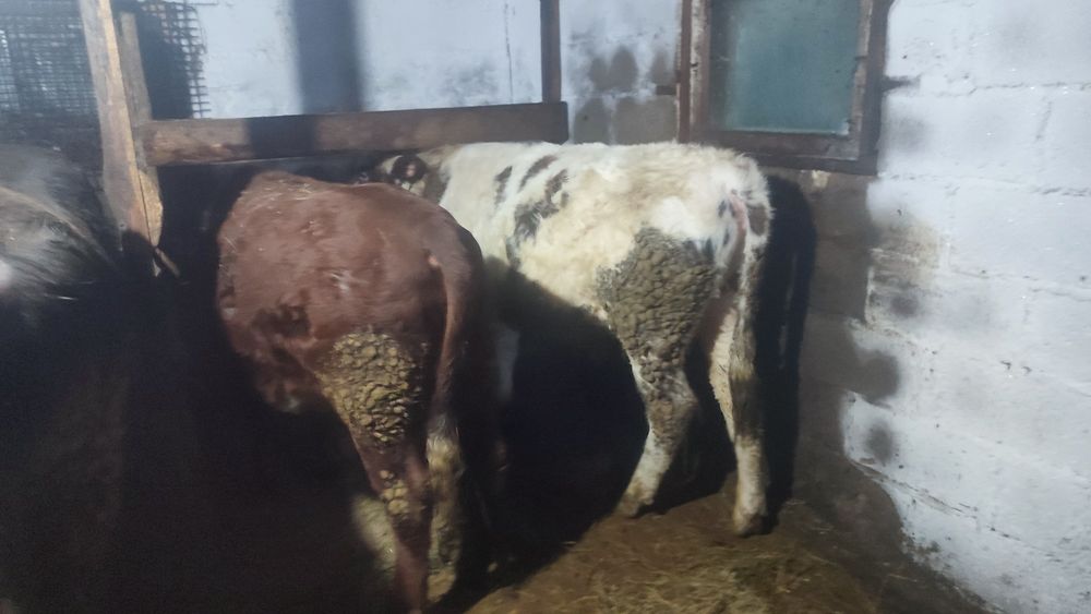 Продам 3 быков и 1 телку