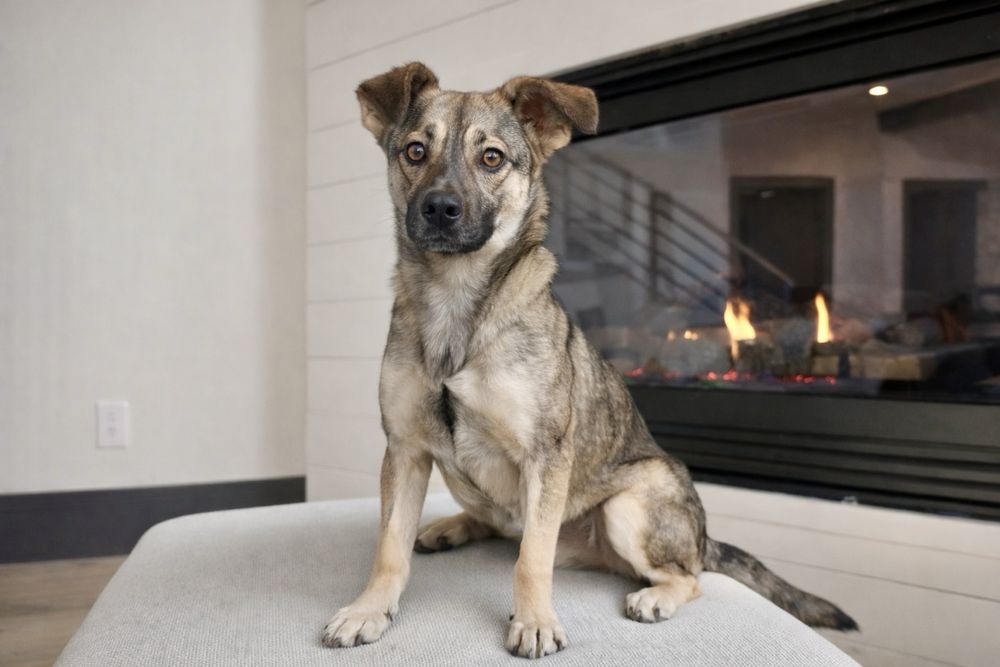 щенок Лакки — спасён и очень ждёт человека