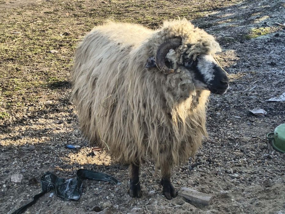 Vând oaie tânără