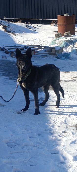 Восточно-европейская овчарка