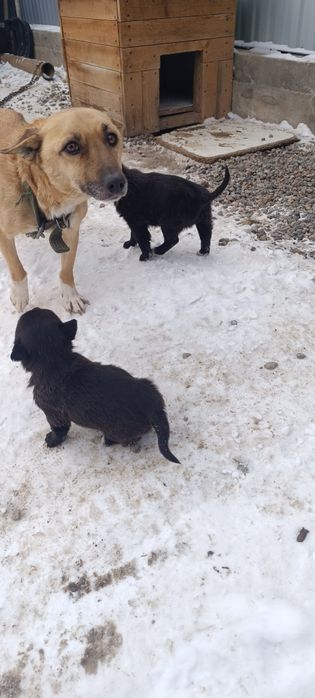 Щенята звоночки даром