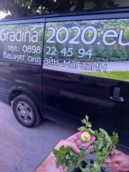 Хинап сорт „Ли“ (Li)
ГИГАНСКИ 
В плододаваща възраст !!!