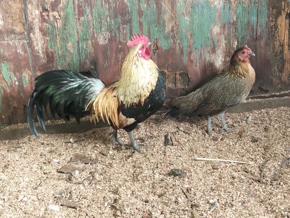 Продам пару Фениксов