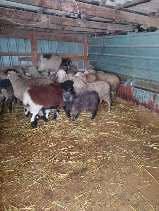 Продаются баланы