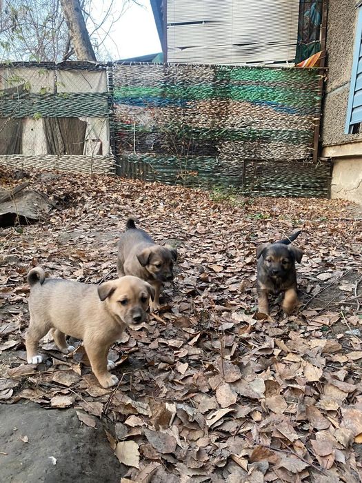 Щенки, в хорошие, добрые руки.