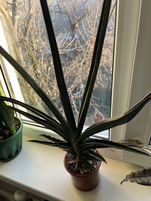 Сансевиерия, разные сорта