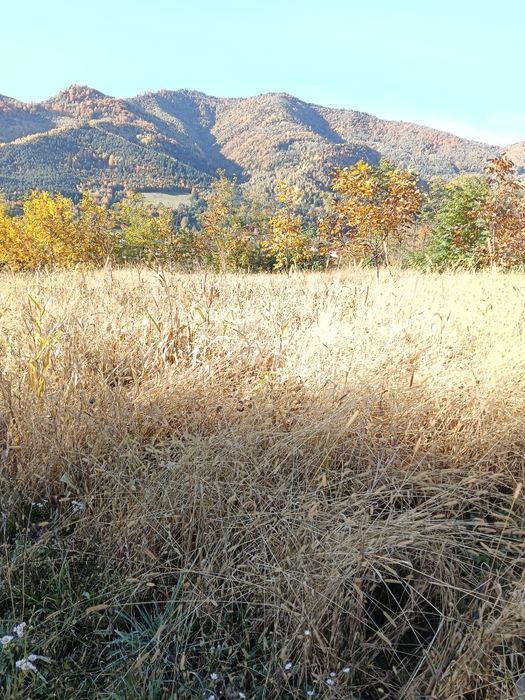 Teren intravilan Asau, Bacau