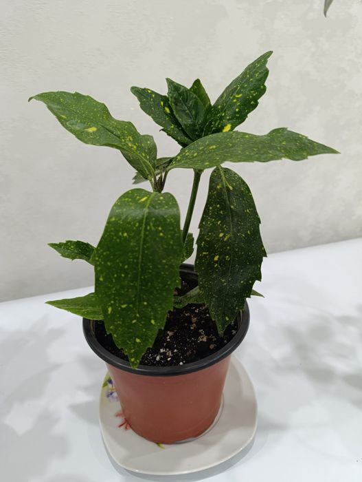 Шефлера -длина 1 м