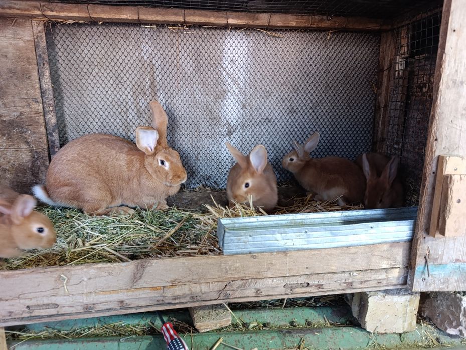 Burgun quyon bolalari sotiladi