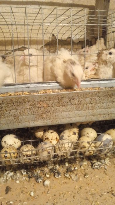 Продам перепелов несушек