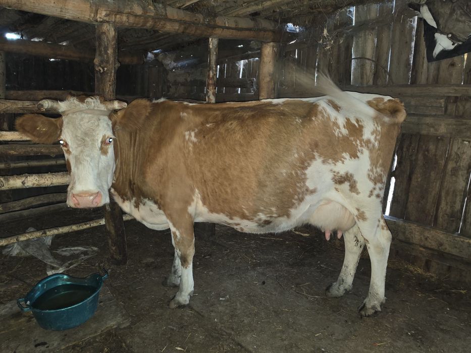 Здравствуйте. Продам корову дойную