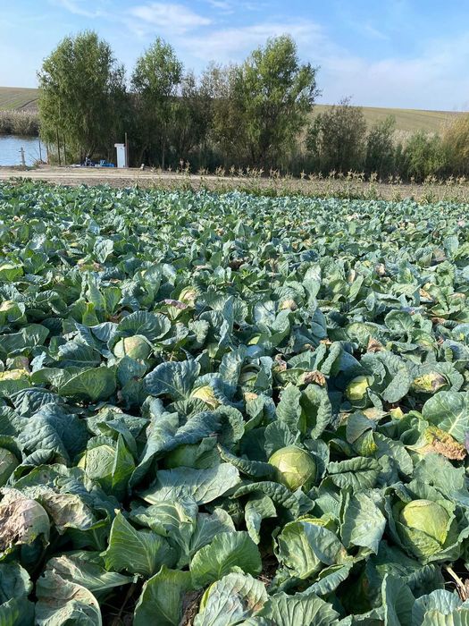 Se vinde angro , varza de buzau