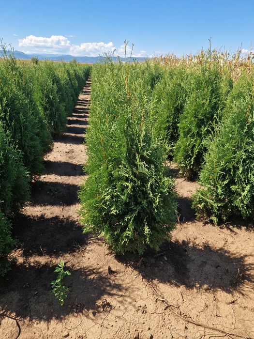 Tuya Occidentalis Columnara (tuya columnară)