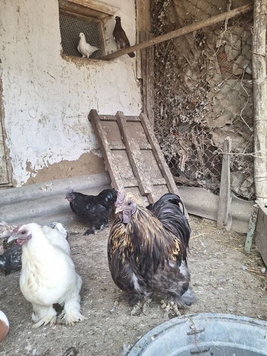 Петух карликовый