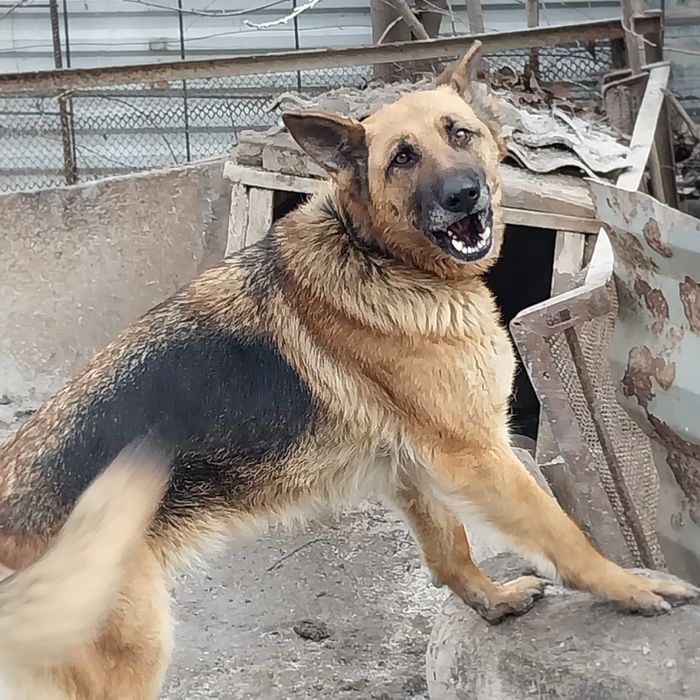 Срочно продам сторожевую овчарку