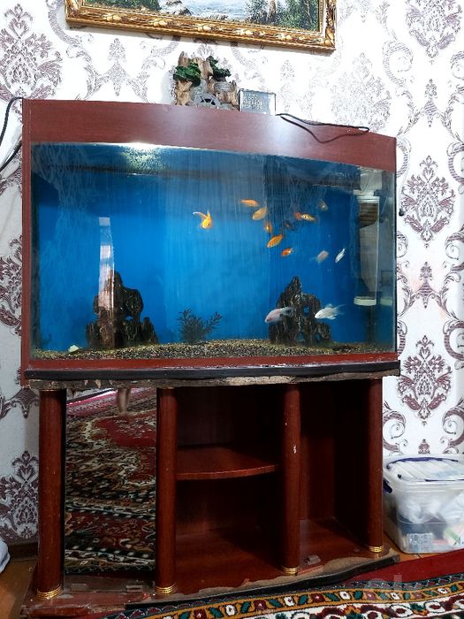 Akvarium baliqlari bilan