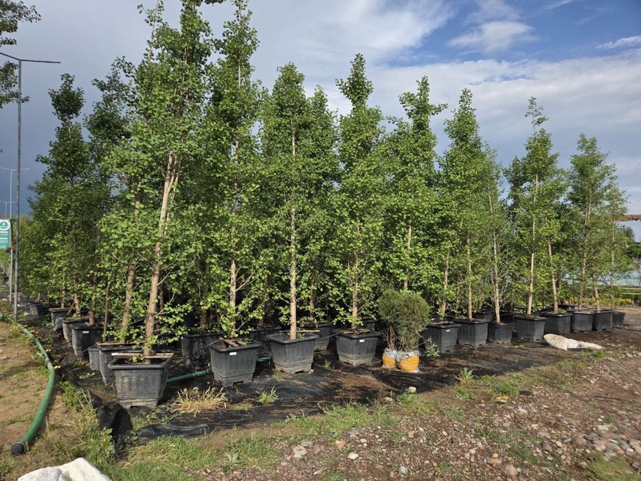 Продам дерево Гинкго билоба (Ginkgo biloba)